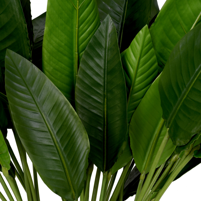 Pachet frunze de Strelitzia 36 buc, Dims: Approximately | Ø 80  (CM) [2]