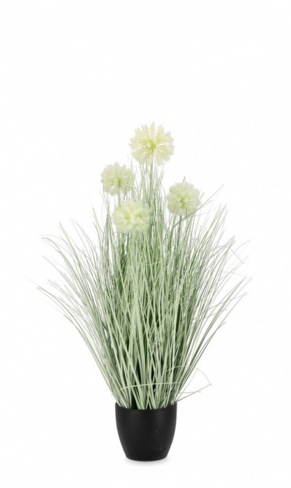 Planta, Alb cu ghiveci, Cebolla X4F Ha 75 [1]