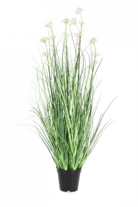 Planta Allium cu ghiveci H 90° [1]