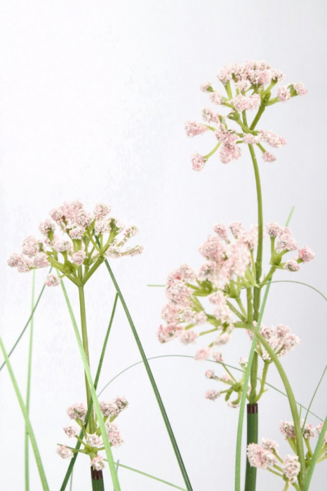 Planta Allium cu ghiveci H 90° [2]