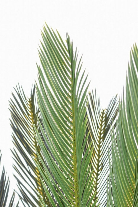 Planta artificiala CYCAS, plastic, verde120cm [2]