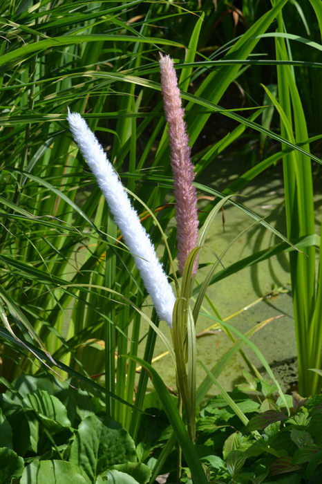 Planta artificiala, GRASS, roz 100 cm