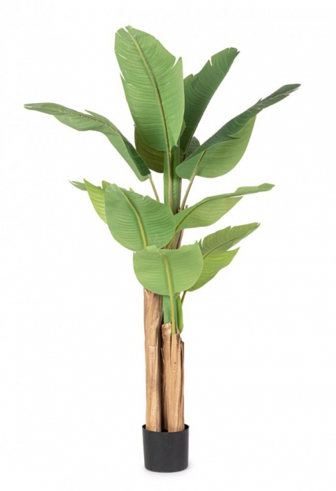 Planta Bananier cu ghiveci 13 Frunze 150 Cm [1]