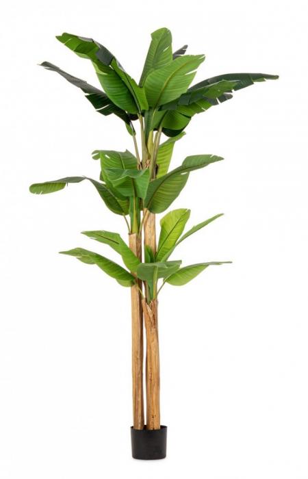 Planta Bananier cu ghiveci 24 Frunze H280 [1]