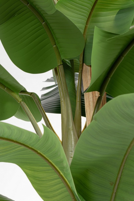 Planta Bananier cu ghiveci 30 Frunze 320 Cm [2]