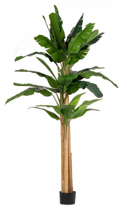 Planta Bananier cu ghiveci 30 Frunze 320 Cm [1]