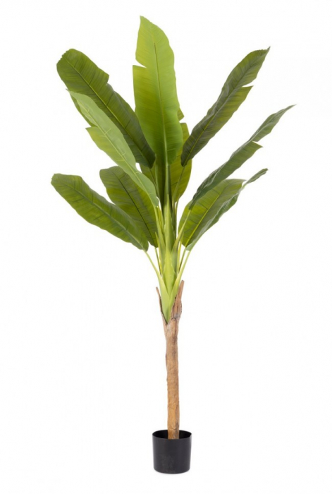 Planta Bananier cu ghiveci H210 [1]