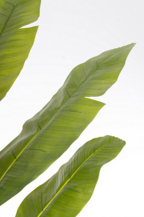 Planta Bananier cu ghiveci H210 [2]