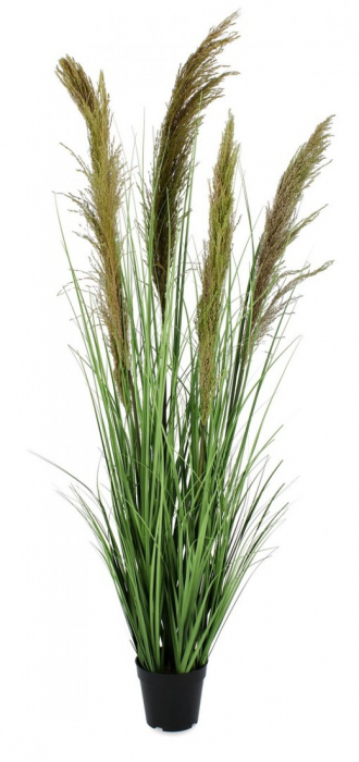 Planta Carine Pampas cu ghiveci 5F H145 [1]