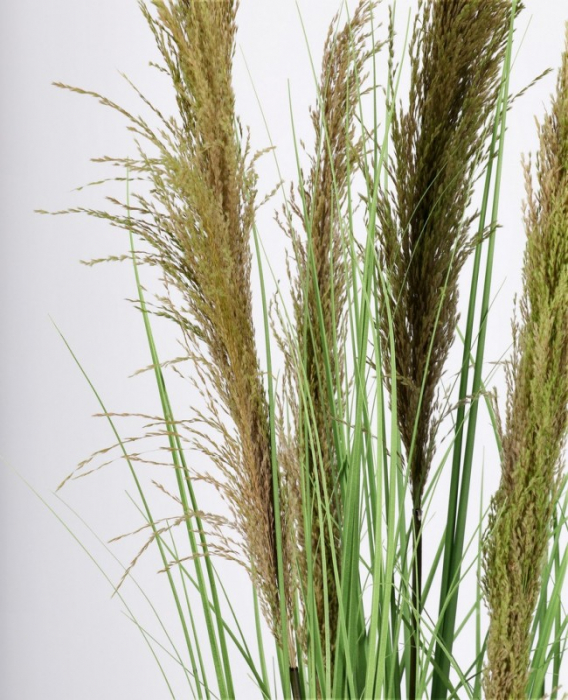 Planta Carine Pampas cu ghiveci 5F H145 [2]