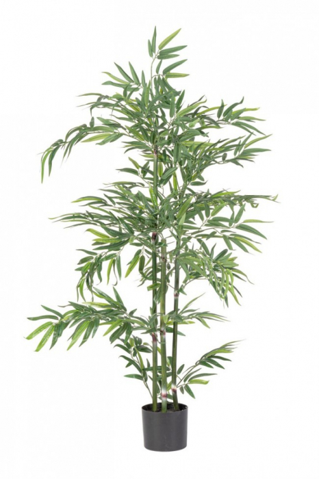 Planta de Bambus cu ghiveci H 130 [1]