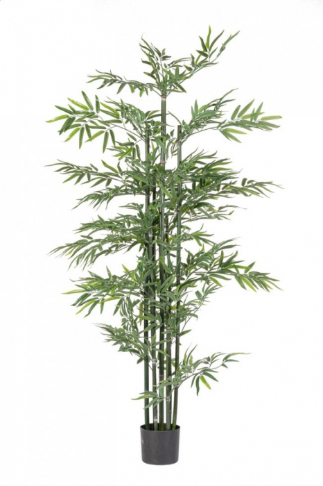 Planta de Bambus cu ghiveci H190 [1]