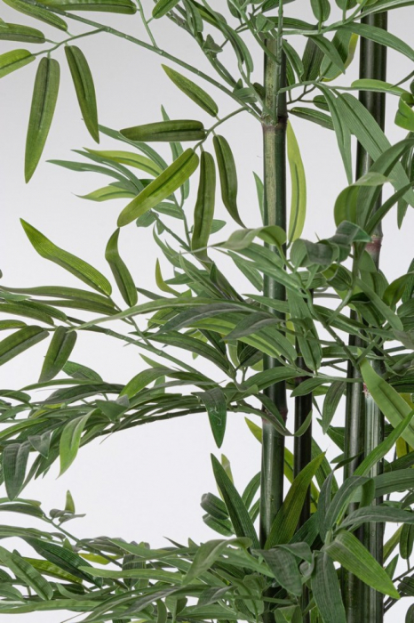 Planta de Bambus cu ghiveci H190 [2]