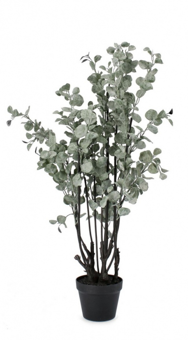 Planta de Eucalipt cu ghiveci 110 Cm [1]