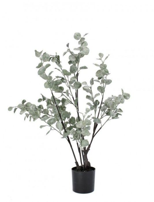 Planta de Eucalipt cu ghiveci 82 Cm [1]