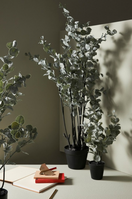 Planta de Eucalipt cu ghiveci 82 Cm [3]