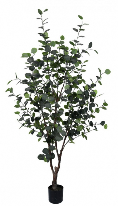 Planta de Eucaliptus cu ghiveci 180 Cm [1]