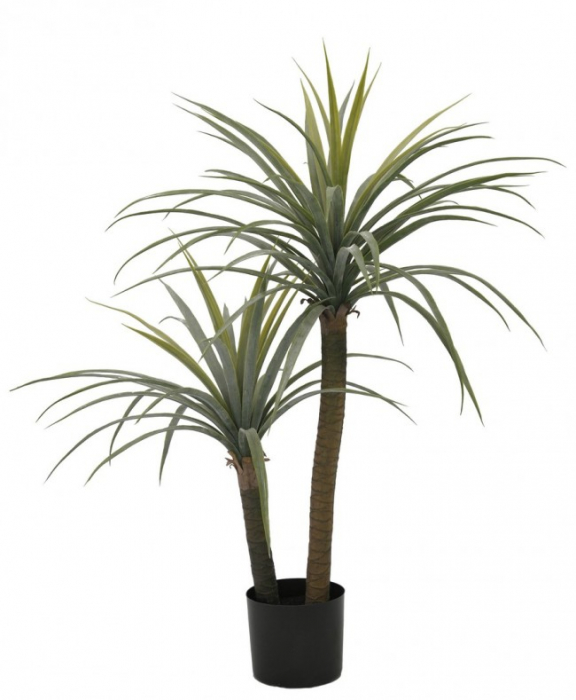 Planta Dracaena cu ghiveci 110 Cm [1]