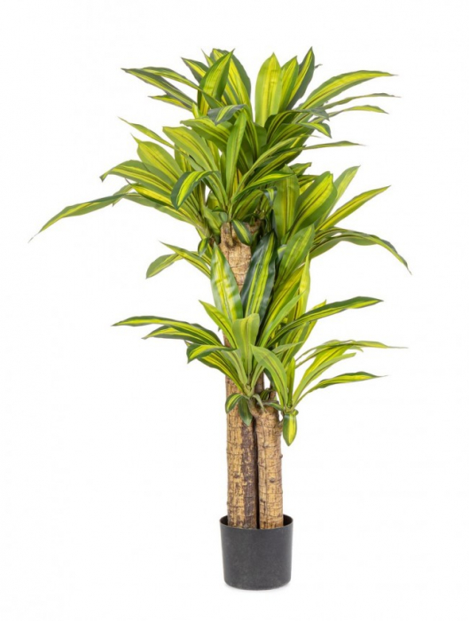 Planta Draceana cu ghiveci 130 Cm [1]