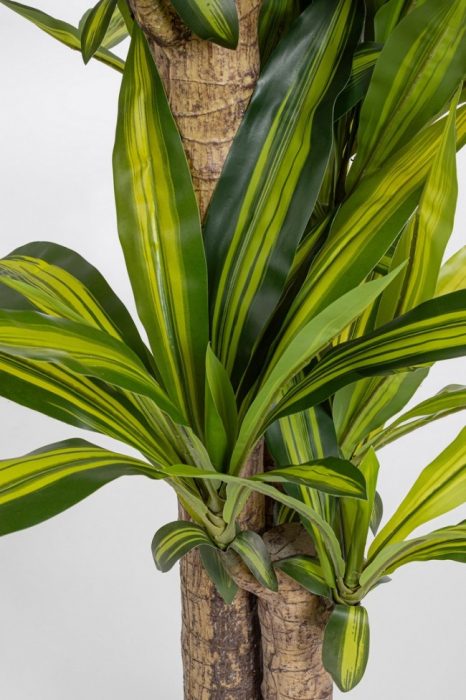 Planta Draceana cu ghiveci 130 Cm [2]