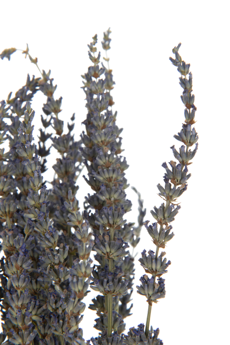 Planta, Fibre naturale, Mov, 12x12x73 [3]