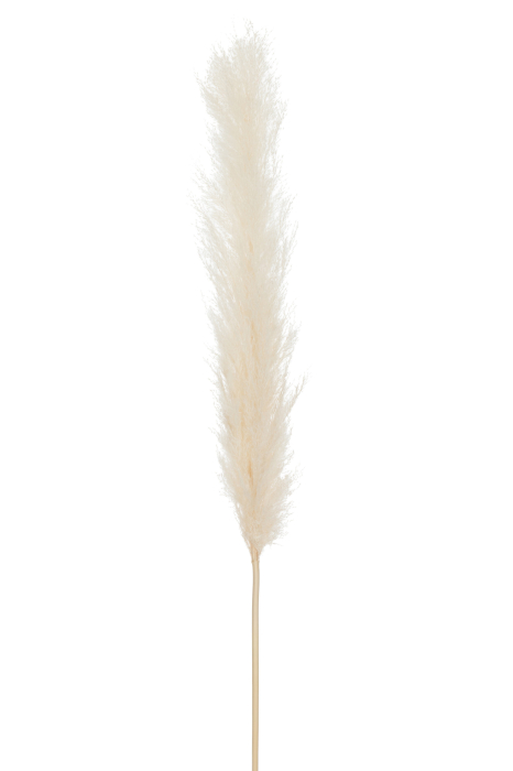 Planta, Fibre naturale, Natural, 137x8x1 [1]