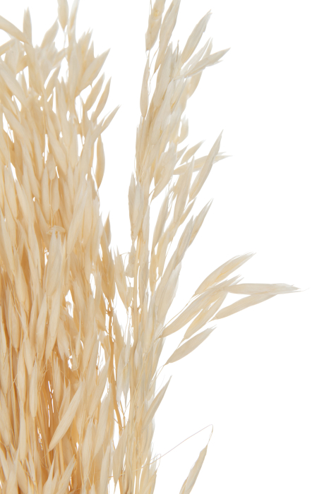 Planta, Fibre naturale, Natural, 7.5x7.5x85 [3]