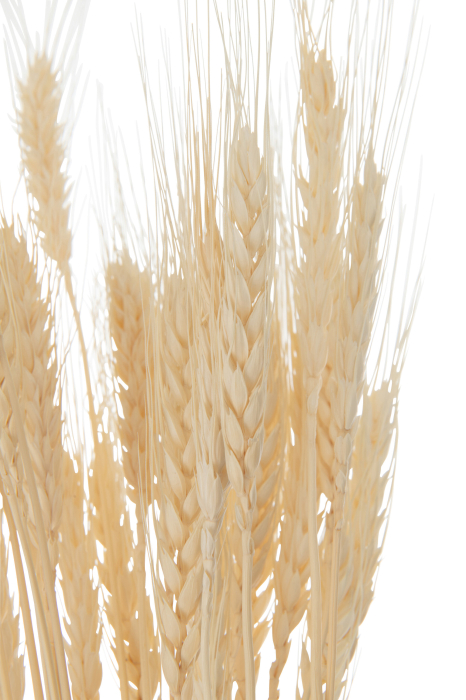 Planta, Fibre naturale, Natural, 8x8x80 [2]