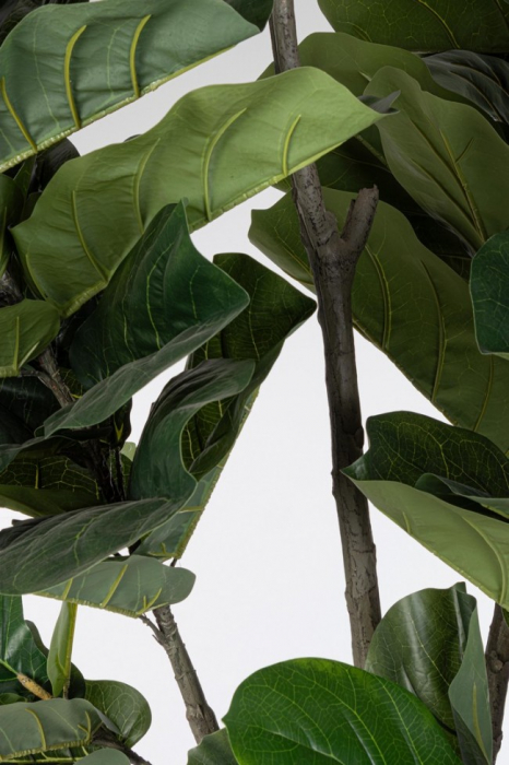 Planta Ficus Lyrata cu ghiveci 123 Frunze 230 Cm H [2]