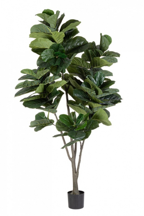 Planta Ficus Lyrata cu ghiveci 123 Frunze 230 Cm H [1]