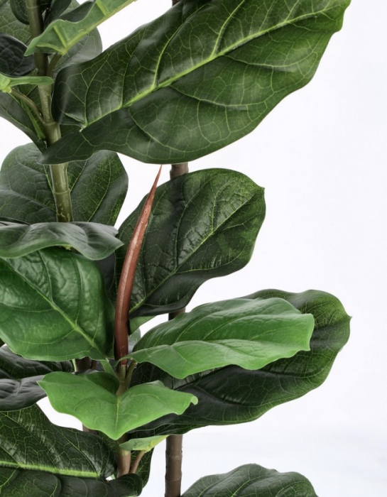 Planta Ficus Lyrata cu ghiveci 39 Frunze 145 H [2]