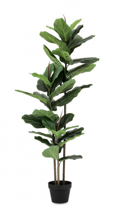 Planta Ficus Lyrata cu ghiveci 39 Frunze 145 H [1]