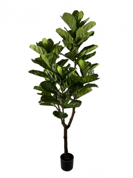 Planta Ficus Lyrata cu ghiveci 60 Frunze H 180 [1]