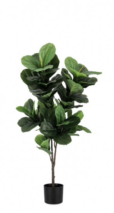Planta Ficus Lyrata cu ghiveci 72 Frunze 120 Cm [1]