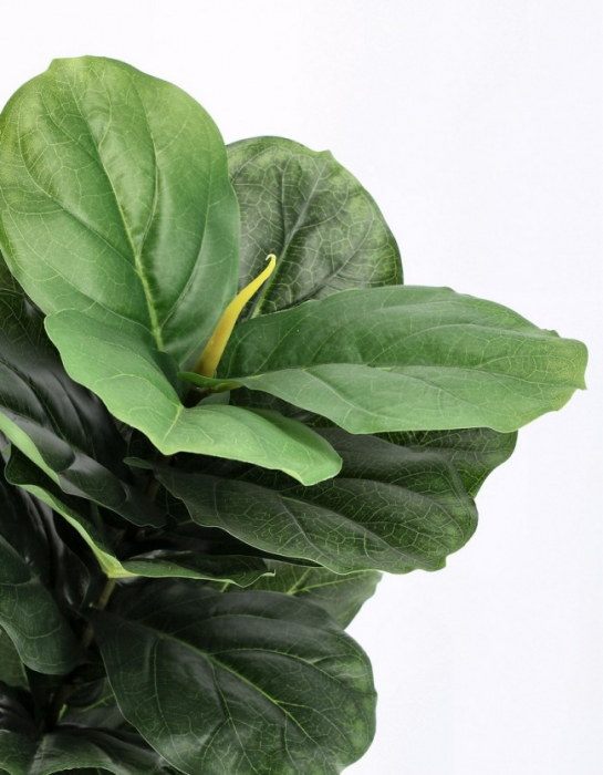 Planta Ficus Lyrata cu ghiveci 72 Frunze 120 Cm [2]