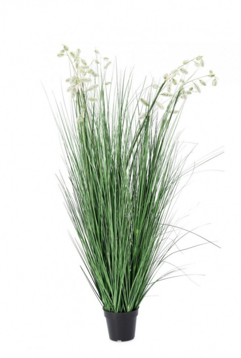 Planta Grevillea, Alb cu ghiveci 9F H 150 [1]
