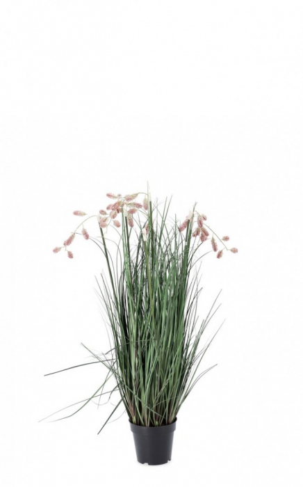 Planta Grevillea Roz cu ghiveci 5F 100 Cm [1]