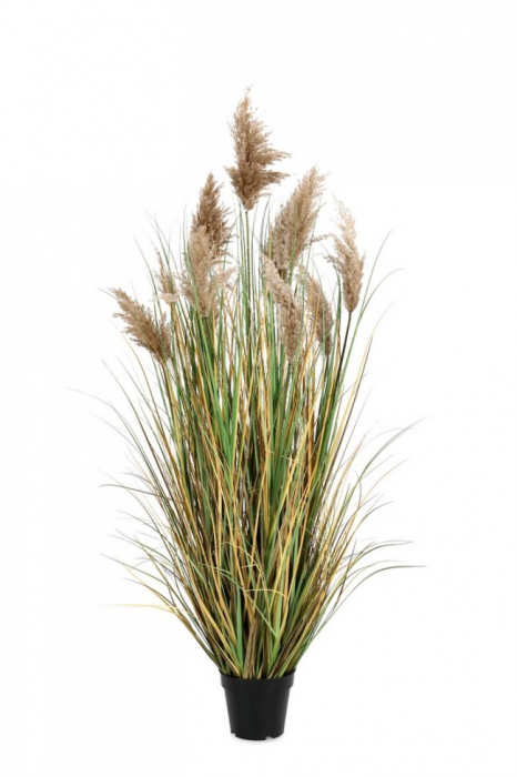 Planta Gynerium Pampas cu ghiveci 150 Cm H [1]