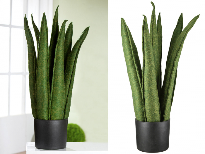 Plantă în ghiveci, Sansevieria, "Feltro", Fetru, verde, PU 2, H 60 cm, D 14 cm [3]