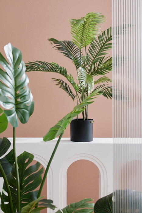 Planta Kenzia cu ghiveci 14 Frunze 120 Cm [3]