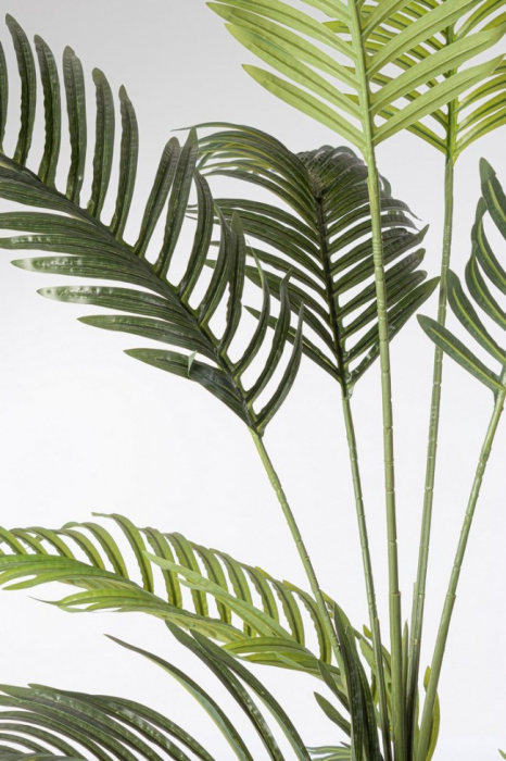 Planta Kenzia cu ghiveci 18 Foi 180 Cm [2]