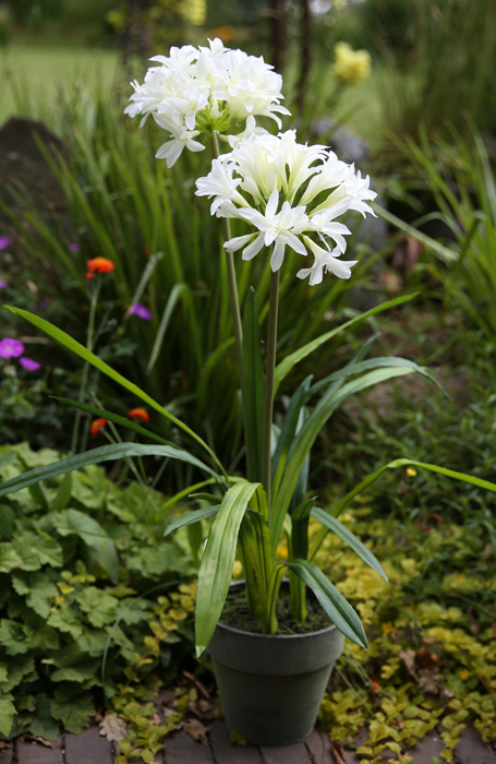 Planta la ghiveci Agapanthus, artificial, alb, 70 cm