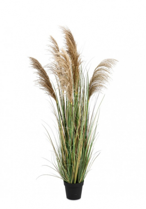 Planta Pampas cu ghiveci 170 Cm [1]