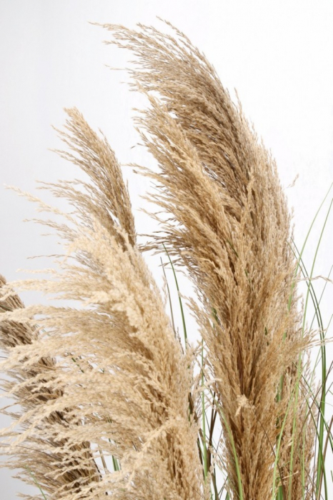 Planta Pampas cu ghiveci 170 Cm [2]