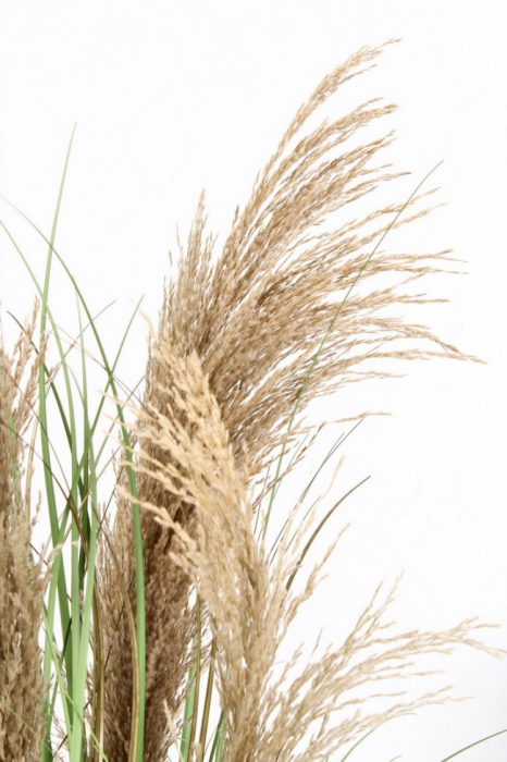 Planta Pampas cu ghiveci H 90 [2]