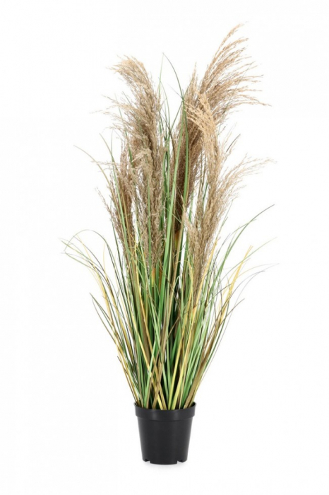 Planta Pampas cu ghiveci H 90 [1]