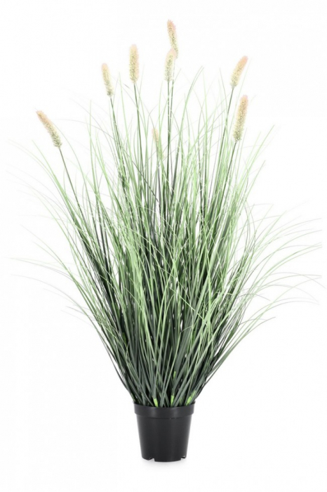 Planta Pennisetum cu ghiveci H 90 [1]