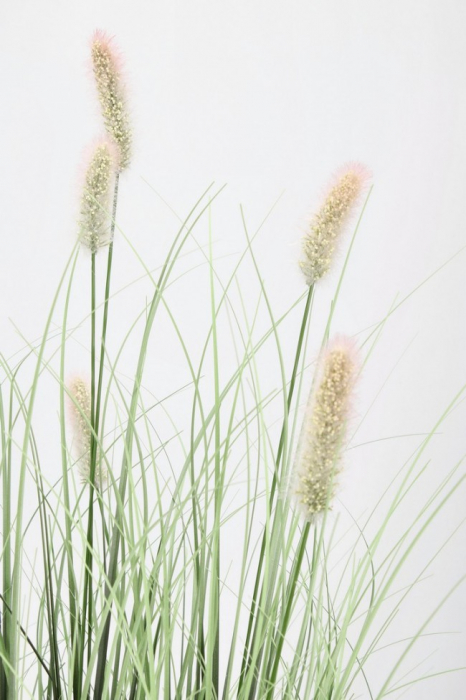 Planta Pennisetum cu ghiveci H 90 [2]