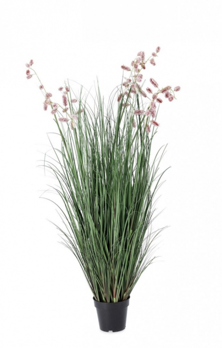 Planta Roz cu ghiveci, Grevillea 9F H 150 [1]