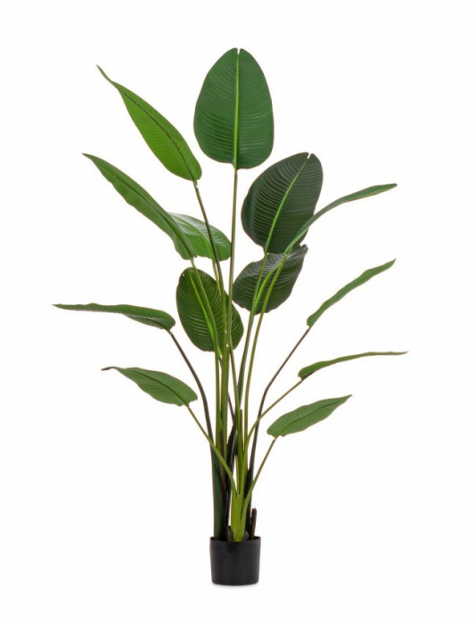 Planta Sterilizia cu ghiveci 13 Frunze H185 [1]